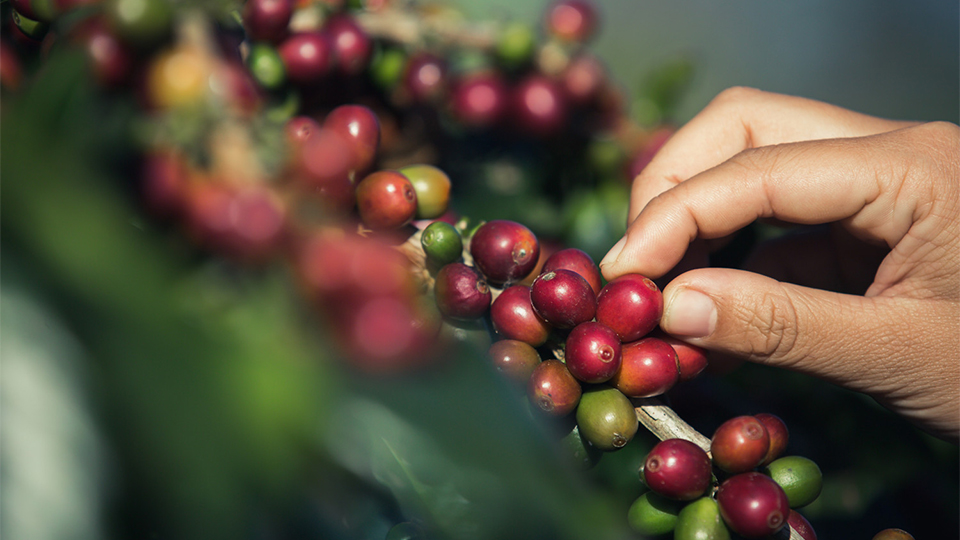 reverse store coffee harvesting